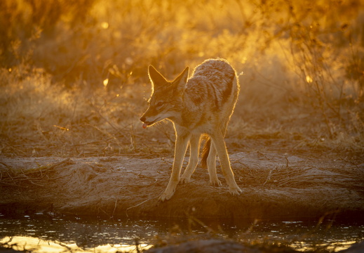 Botswana